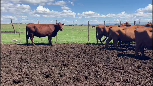 Lote 33 Vacas Preñadas c/Gtia