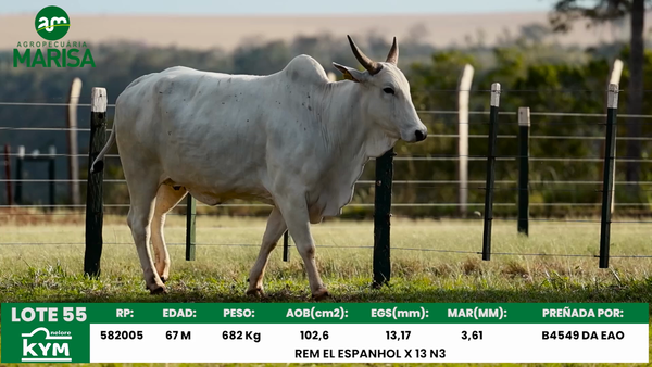 Lote Lote 55