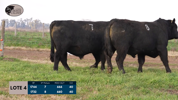 Lote Toros Puro de pedigree