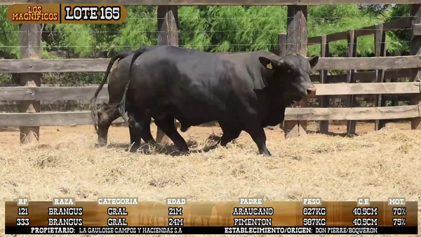 Lote LOTE 165