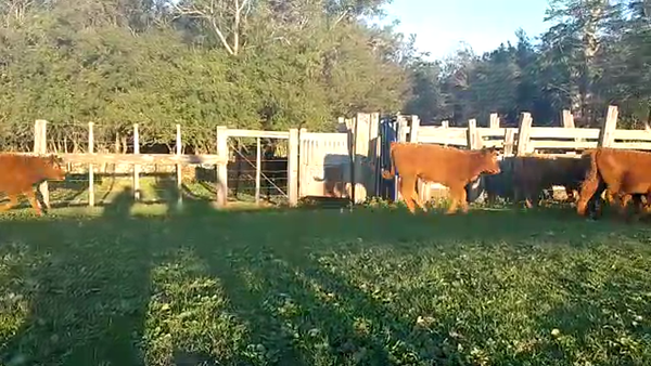 Lote 43 Terneros Carnicera 159kg -  en Parada fariña