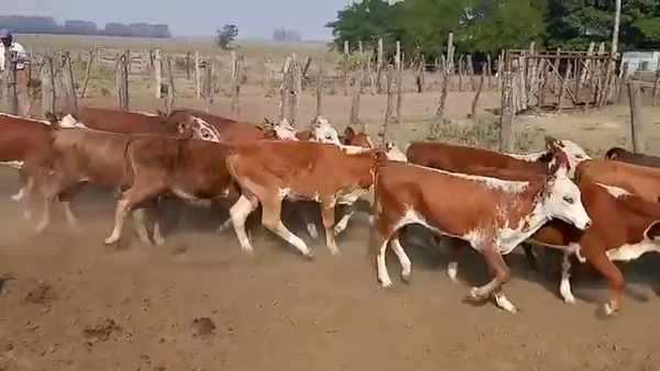 Lote 100 Terneros/as en Santa Lucía, Corrientes
