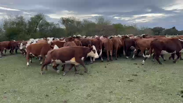 Lote 121 Vacas de invernar