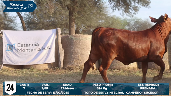 Lote LOTE 24