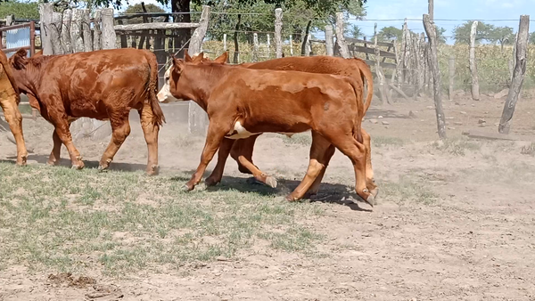 Lote 63 Terneros