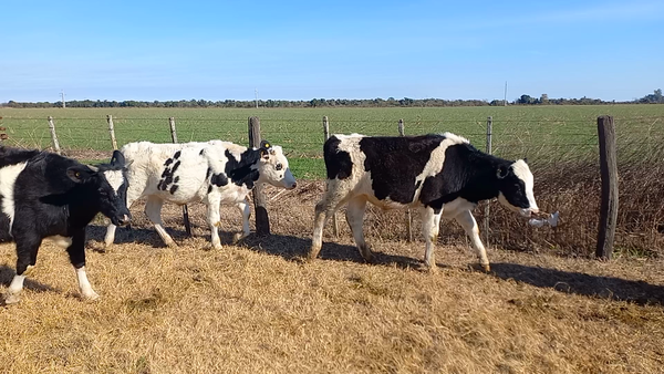 Lote 22 Novillitos Holando Argentino en Brinkmann, Córdoba