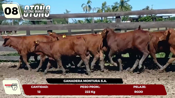 Lote LOTE 8