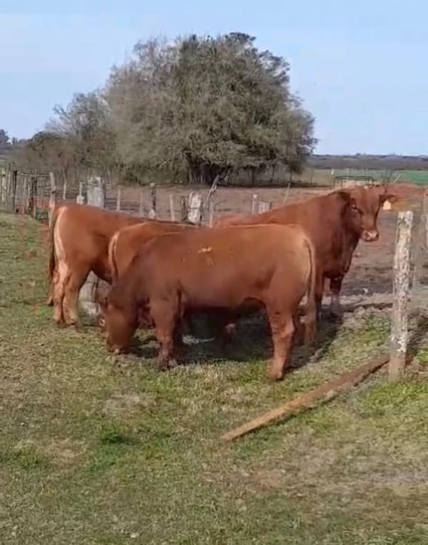 Lote CABAÑA LA MERCED