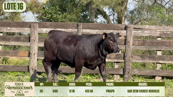 Lote LOTE 16