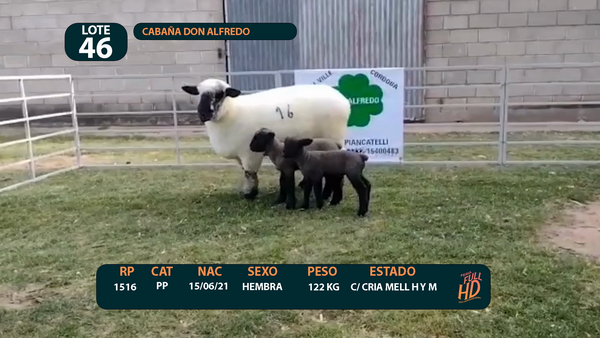 Lote LOTE 46 - CABAÑA ARGENTINA