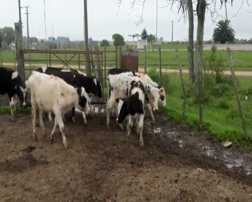 Lote 9 Terneros HOLANDO 130kg - , San José