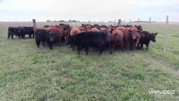 Lote 42 Terneros