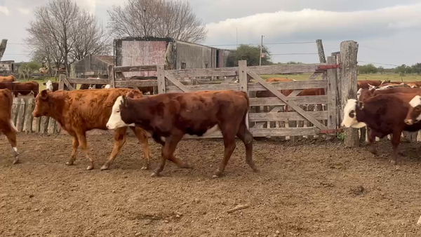 Lote 75 Terneras en Corrientes, Curuzú-Cuatiá