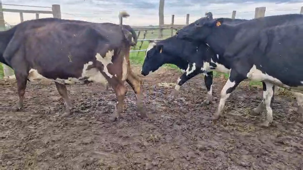 Lote 3 Vaca, San José