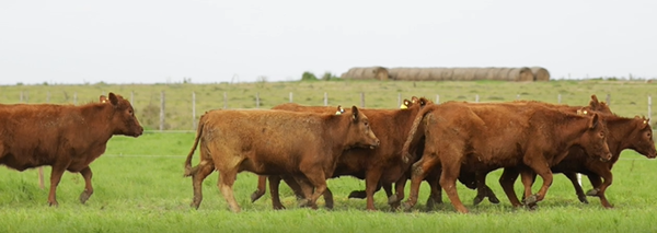 Lote VIENTRES PREÑADOS(CORRAL 40)