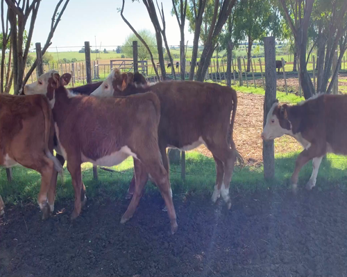 Lote Terneras