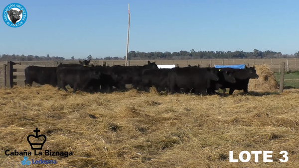 Lote 15 VAQUILLONAS ANGUS MAS