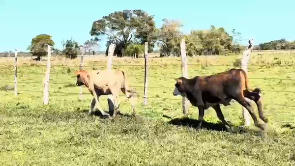 Lote 30 Terneros en Corrientes, San Luis del Palmar