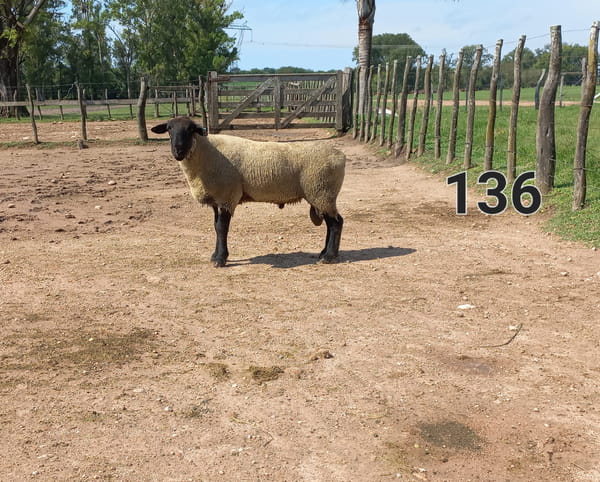 Lote 5 Borregos SUFFOLK 90kg -  en CANGÜE. RUTA 3 KM 357
