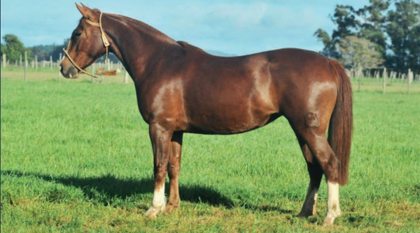 Lote CAÑADA NOBREZA