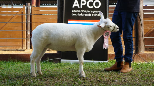 Lote Texel Expo Internacional 2022 - Lote 25