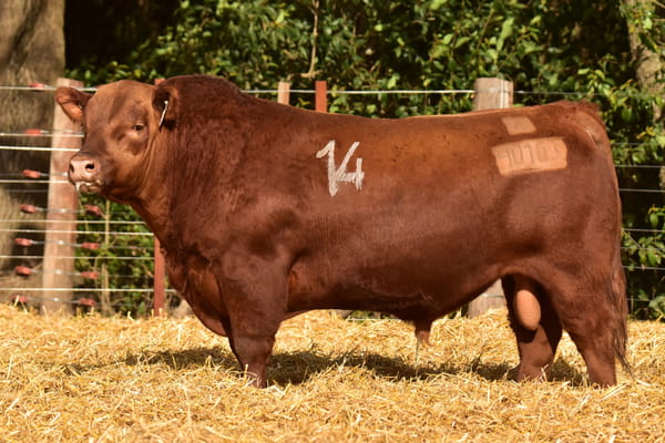 40103 — TOROS ANGUS PC