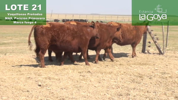 Lote VAQUILLONAS PREÑADAS MAS PARICIÓN PRIMAVERA