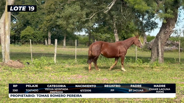 Lote LOTE 19