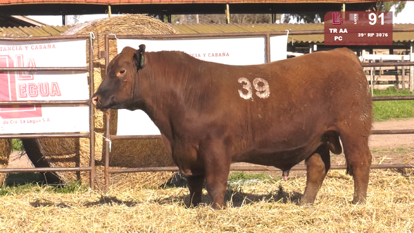 39 (*) 3076 — TOROS ANGUS COLORADOS  PC
