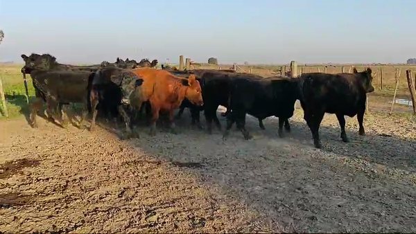 Lote 17 Vaquillonas P/ entorar en Brandsen, Buenos Aires