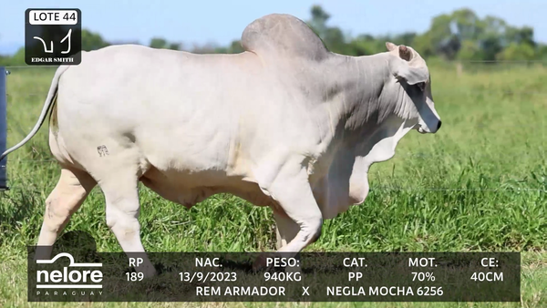 Lote LOTE 44