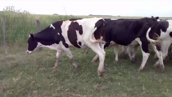 Lote 70 NOVILLITOS O/N, CNEL. GRANADA, BS. AS.