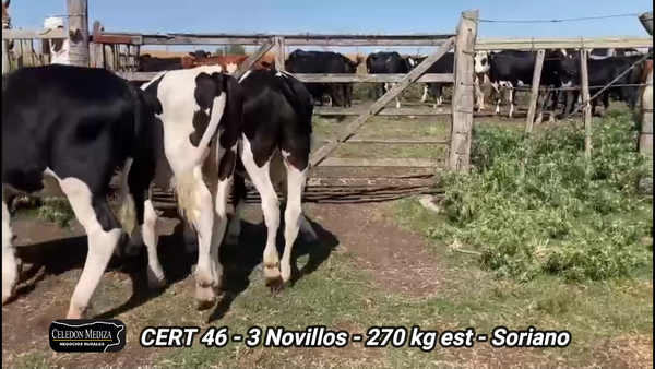 Lote 3 Novillos 1 a 2 años en Soriano