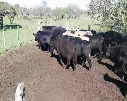 Lote 32 Novillos en Federal, Entre Ríos