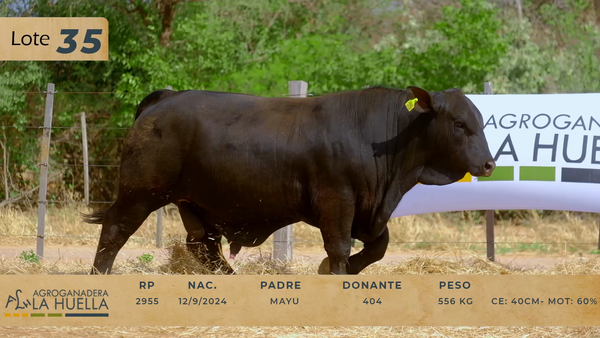 Lote LOTE 35