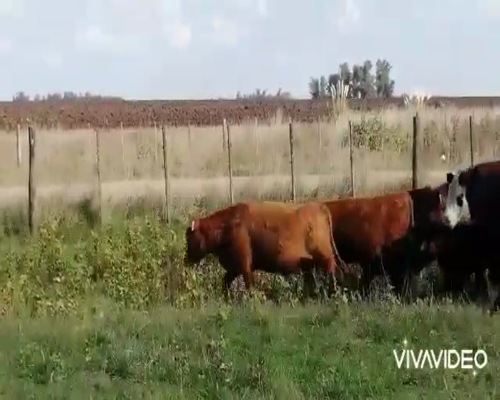 Lote 120 Terneros en Roque Pérez, Buenos Aires