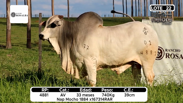 Lote Nacional Nelore Campo - Lote 22