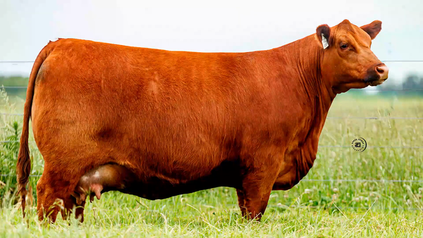 Lote 5 Embriones congelados garantía de 2 preñeces de 1036 x RECORD