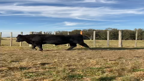 Lote (Vendido)Toros, Montevideo