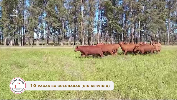 Lote 10 Vacas SA Sin Servicio
