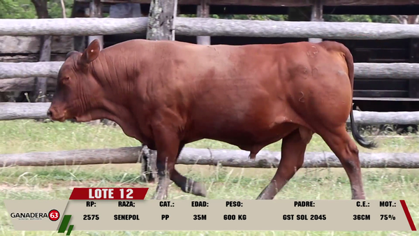 Lote LOTE 12