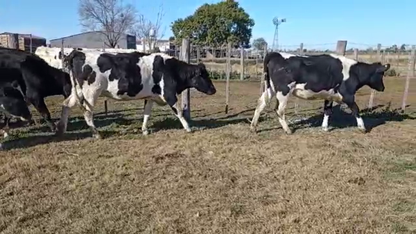 Lote Rene Bieler - Vaquillonas Para Entorar