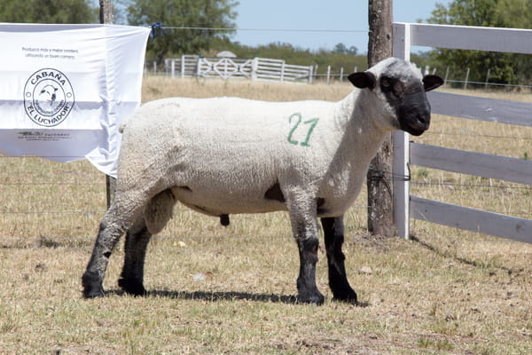 Lote OVINO HAMPSHIRE D. MACHO PPC