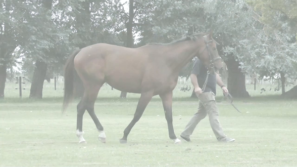 Lote ACCIONADA COSMICA (COSMIC TRIGGER -  ACCIONADORA) Ccon derecho a SERVICIO de TREASURE BECH en 2025