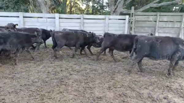 Lote 158 Terneras