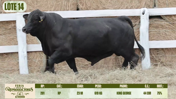 Lote LOTE 14