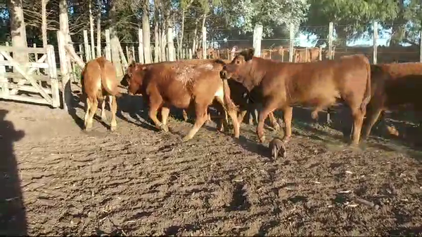 Lote 23 Terneros