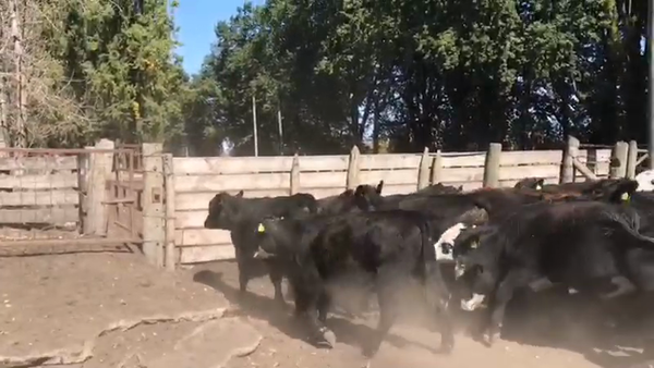 Lote 54 Ternero en Los Ángeles, VIII Región Biobío