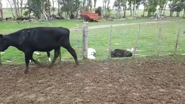 Lote NOVILLOS 1 A 2 AÑOS