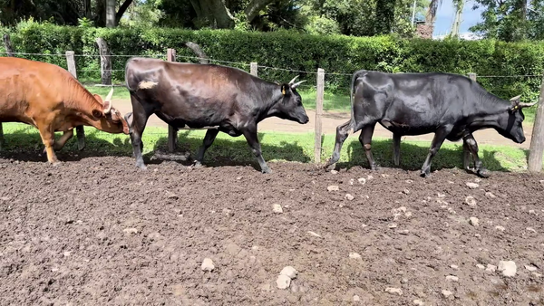 Lote NOVILLOS MAS DE 3 AÑOS